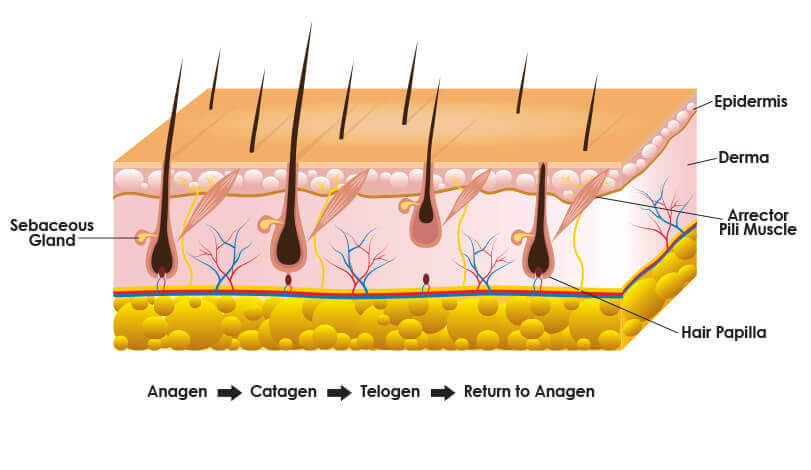 Stages Of Hair Follicle Growth